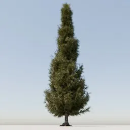 Coniferous Tree