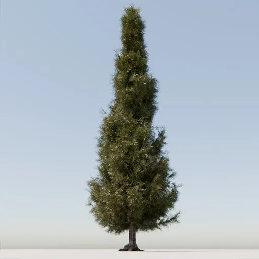 Coniferous Tree