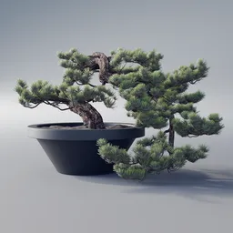 Bonsai