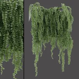Indoor Hanging Plant