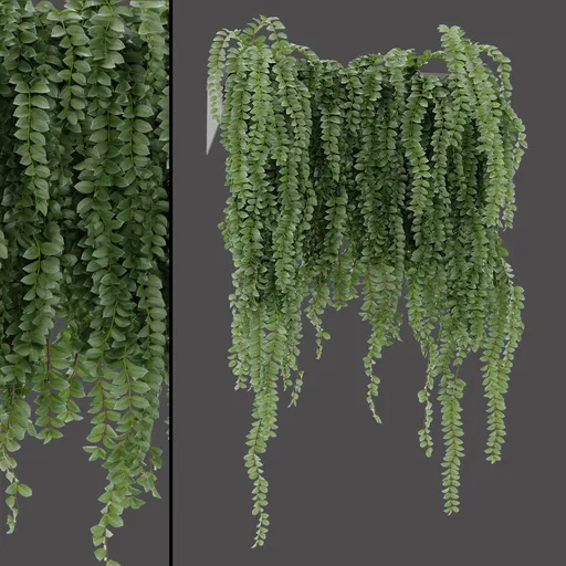 Indoor Hanging Plant