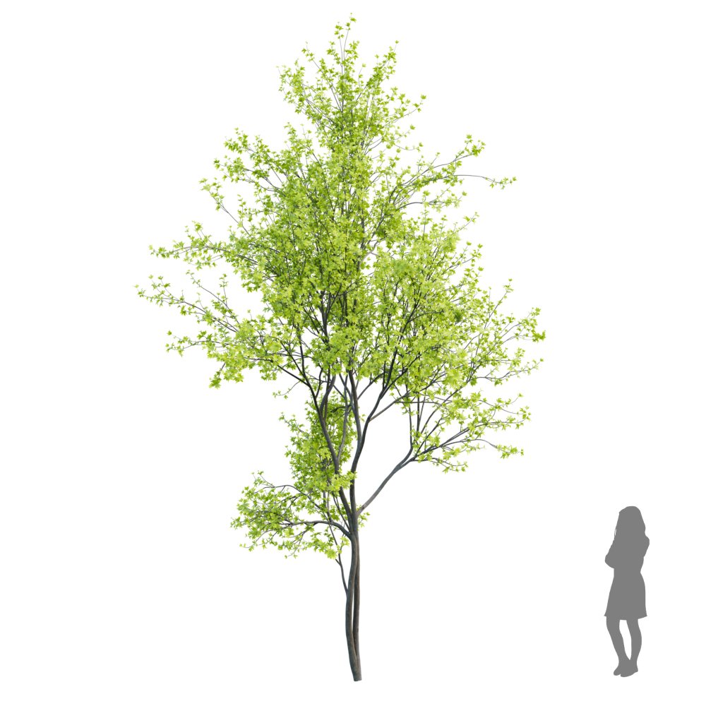 Real Tree Acer Saccharinum Spring3.001 | Trees models | BlenderKit