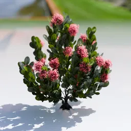 Plant Skimia Japonica