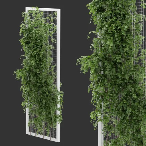 Fence Ivy Plant