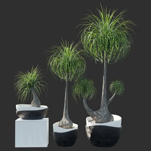 Realistic 3D model of potted palm plants suitable for Blender rendering, showcasing detailed textures and optimized mesh for interior/exterior design.
