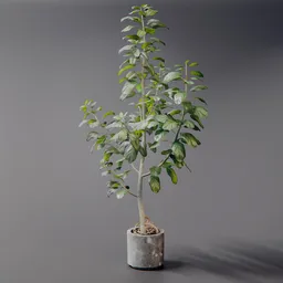 Ficus