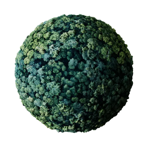 Forest top view