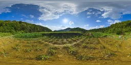 Yellow crops during the day