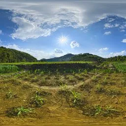 Yellow crops during the day