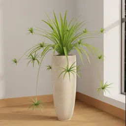 Spider Plant in Tall Decorative Pot