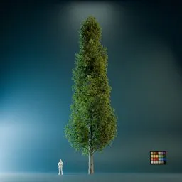 High Quality Poplar Tree