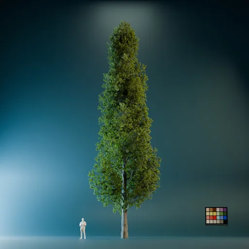 High Quality Poplar Tree