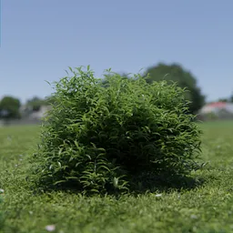 Detailed 3D render of a green Sarcococca Hookeriana bush, suitable for Blender and VFX projects.