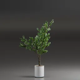 Indoor Plant Variation