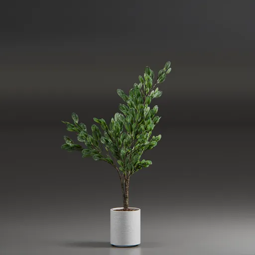 Indoor Plant Variation