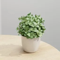 Mint Plant In White Ceramic pot