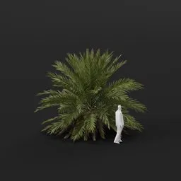 Date Palm Tree Small Var