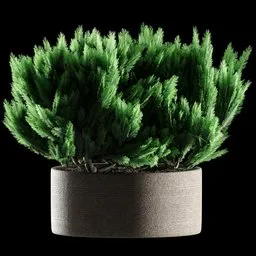 THUJA B Outdoor Plant