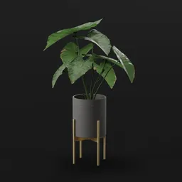 Elephant Ear Taro Med Var Potted