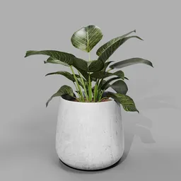 Philodendron Birkin Plant