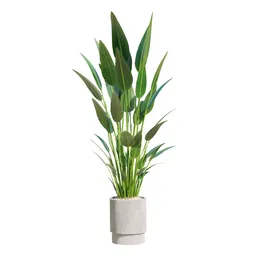 Indoor Plant Bird Of ParadiseBird