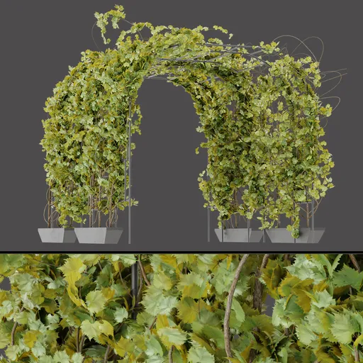 Metal Frame Plant Arch