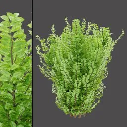 Garden Border Variegated Plant