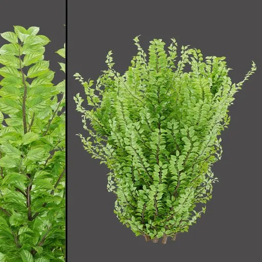 Garden Border Variegated Plant