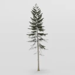Normal Spruce Tree