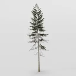 Normal Spruce Tree
