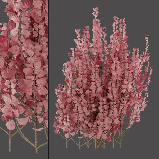 Pink Dried Plant