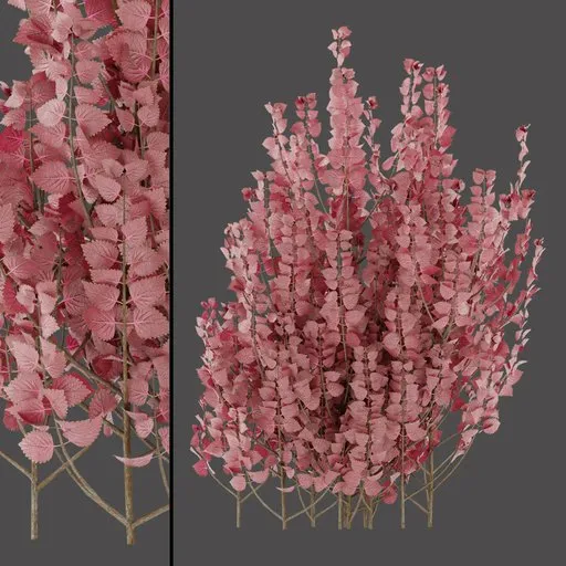 Pink Dried Plant