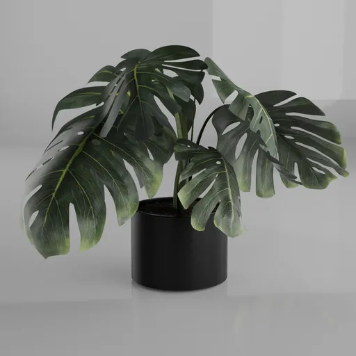 Realistic Monstera Deliciosa 3D model with dry leaves in a black pot for Blender nature indoor scenes.