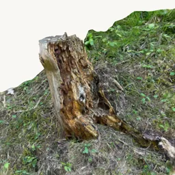 Tree Trunk (Photoscanned)