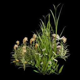 Garden and Yard Plants