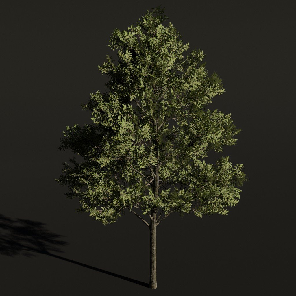 Tree American Elm c1 | Trees models | Blendkit