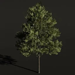 Tree American Elm c1
