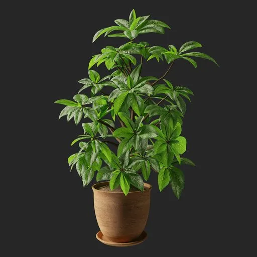 Realistic 3D tropical Schefflera plant in clay pot with high-detail leaves for Blender rendering.