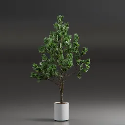 Indoor Plant Variation