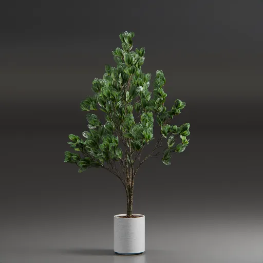 Indoor Plant Variation