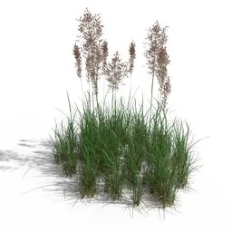 Bent Grass
