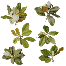 Magnolia grandiflora Atlas