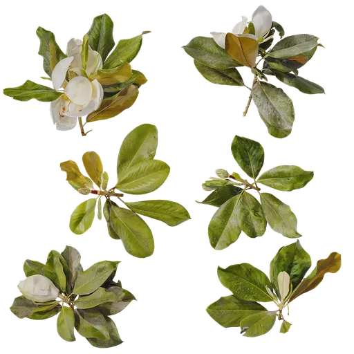 Magnolia grandiflora Atlas