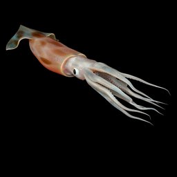 Squid With Procedural Texturing