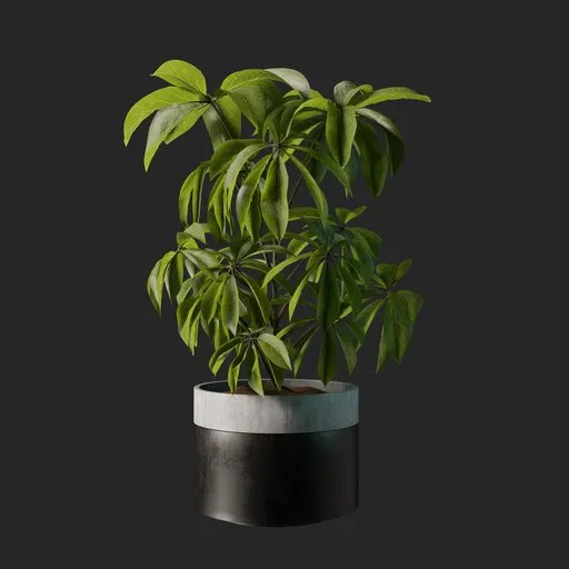Scheffler plant