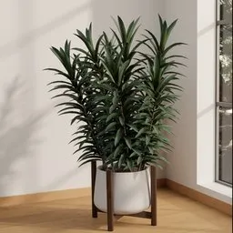 Modern Dracaena Corner Planter