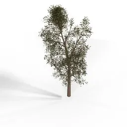 The Highland Tree