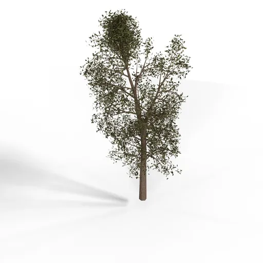 The Highland Tree