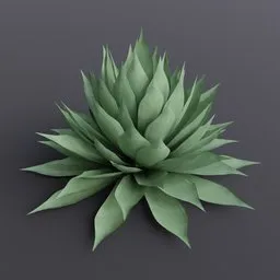 Plant Agave Parryi Large