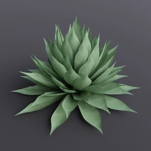 Plant Agave Parryi Large